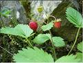 fragaria_vesca