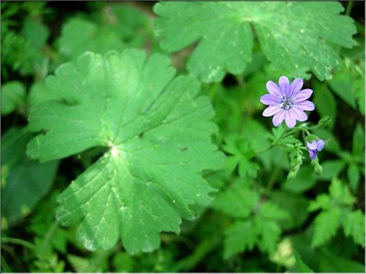 geranium_pyrenaicum