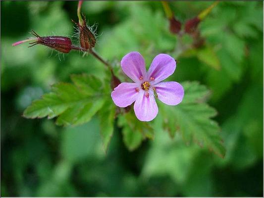 geranium_robertianum