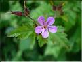 geranium_robertianum