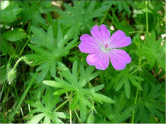 geranium_sanguineum