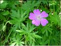 geranium_sanguineum