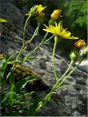hieracium_amplexicaule
