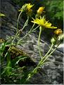 hieracium_amplexicaule