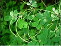 hippocrepis_emerus