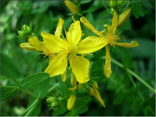 hypericum_perforatum