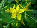hypericum_perforatum