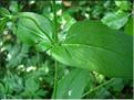 knautia_maxima_feuil