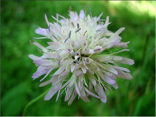 knautia_maxima_fleur