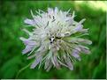 knautia_maxima_fleur