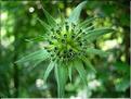 knautia_maxima_fruit