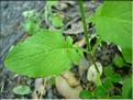 lapsana_communis_feuil