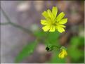 lapsana_communis_fleur