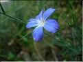 linum_narbonense