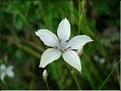 linum_tenuifolium