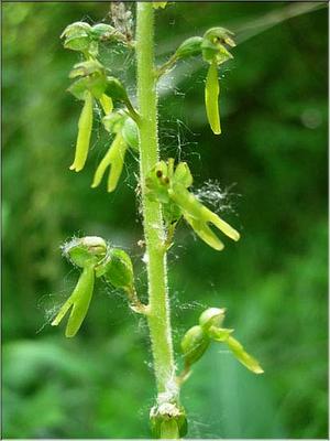 listera_ovata_fleur