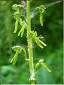 listera_ovata_fleur