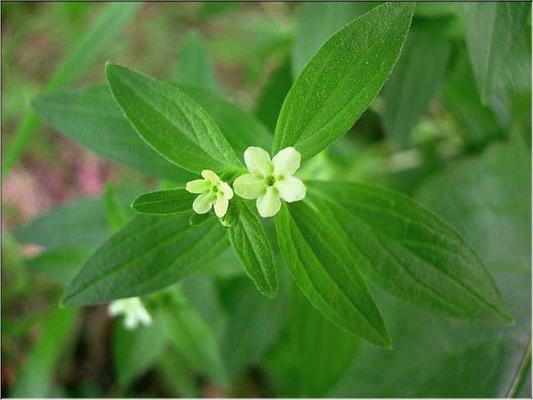 lithospermum_arvense
