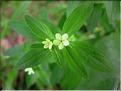 lithospermum_arvense