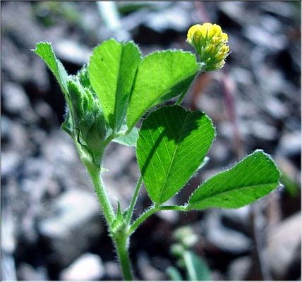 medicago_lupulina