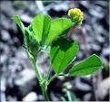 medicago_lupulina