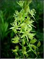 ornithogalum_pyrenaicum