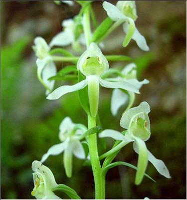 platanthera_chlorantha