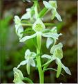 platanthera_chlorantha