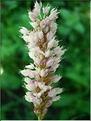 polygonum_bistorta