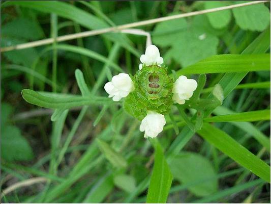 prunella_laciniata