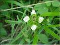 prunella_laciniata