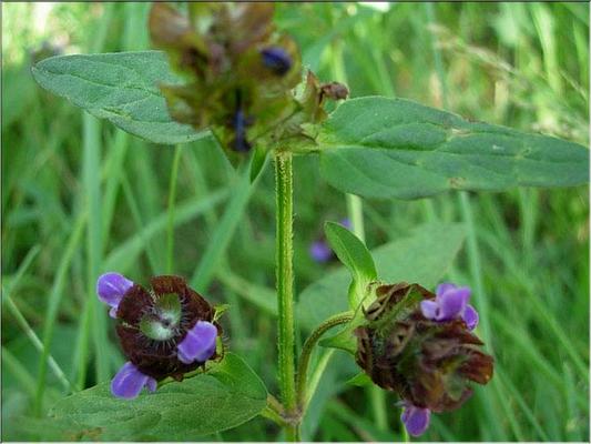 prunella_vulgaris