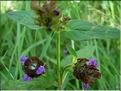 prunella_vulgaris
