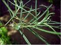 salix_eleagnos