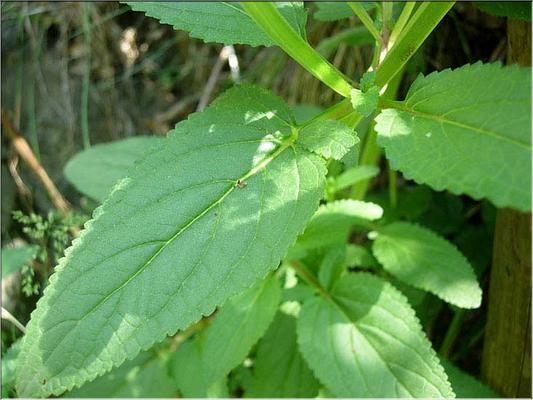 scrophularia_auriculata_feu