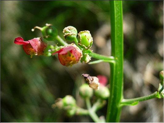 scrophularia_auriculata_fle