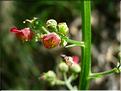 scrophularia_auriculata_fle