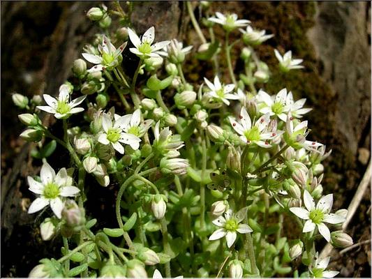 sedum_dasyphyllum