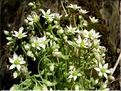 sedum_dasyphyllum