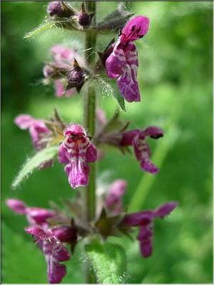 stachys_sylvatica