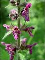 stachys_sylvatica
