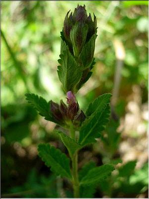 teucrium_chamaedrys