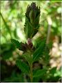 teucrium_chamaedrys