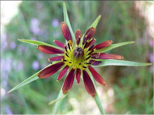 tragopogon_porrifolius