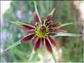 tragopogon_porrifolius