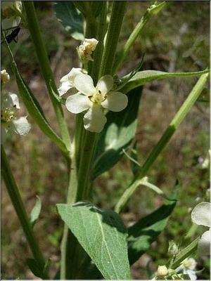 verbascum_lychnitis