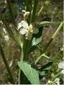 verbascum_lychnitis