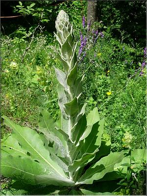 verbascum_pulverulentum