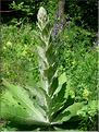 verbascum_pulverulentum