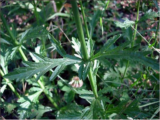 verbena_officinalis